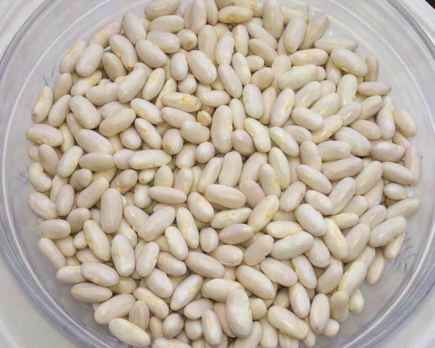 Cannellini Bush Beans Box Garden Seeds Italian Heirloom Dry Vegetable