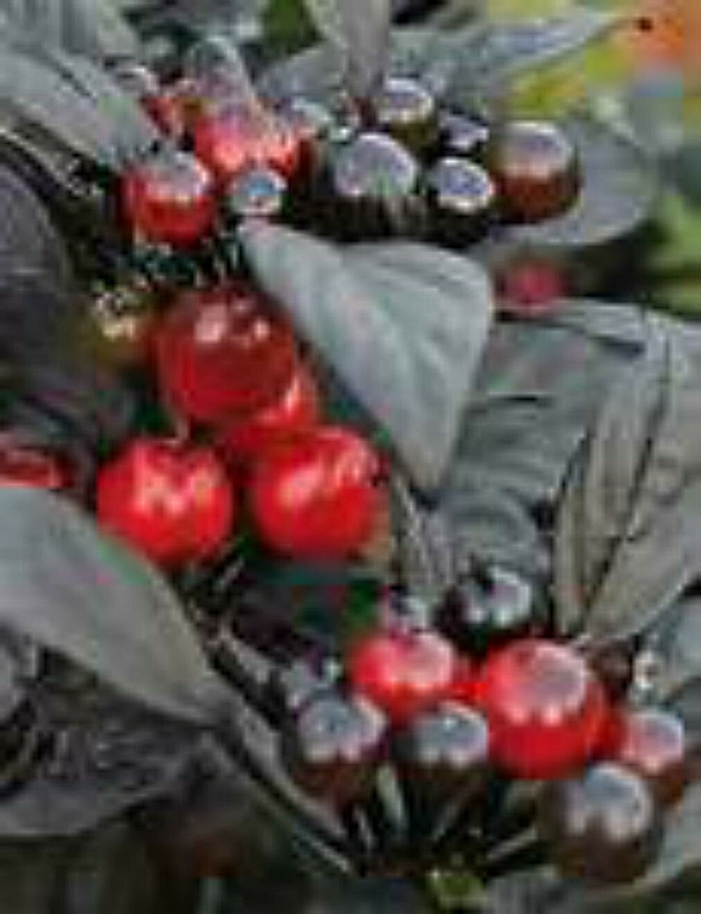 Black Pearl Pepper Seeds VERY UNIQUE PEPPER! SEE OUR STORE! Comb. S/H!
