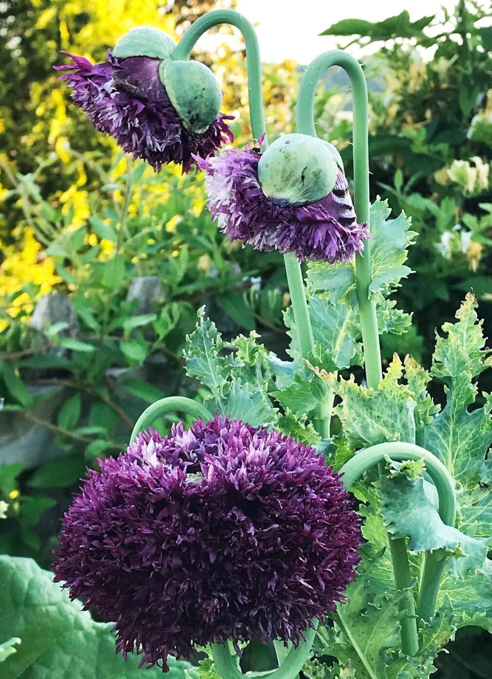 ROMANTIC COTTAGE GARDEN POPPY COLLECTION #3 FALL PLANTING Huge Pods 3000 Seeds!