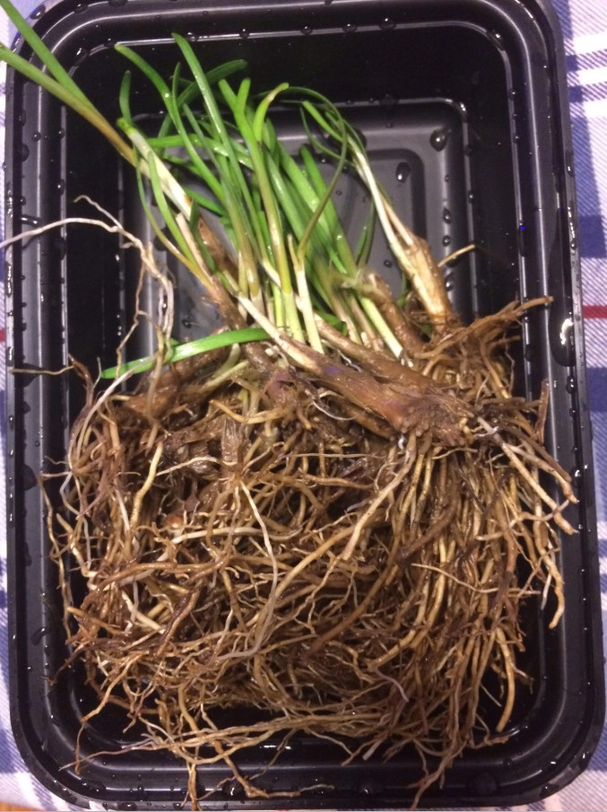 1 Set of 3 Live Chinese Garlic Chive Roots – Allium tuberosum – Ready to Plant