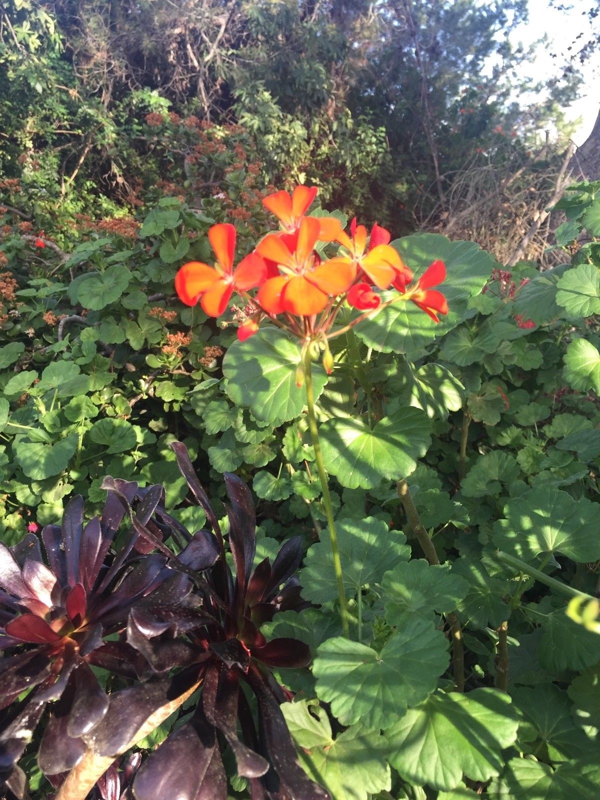 ORANGE RED PELARGONIUM ZONAL GERANIUM FRESH LIVE PLANT 5 X 6″ STARTER CUTTINGS