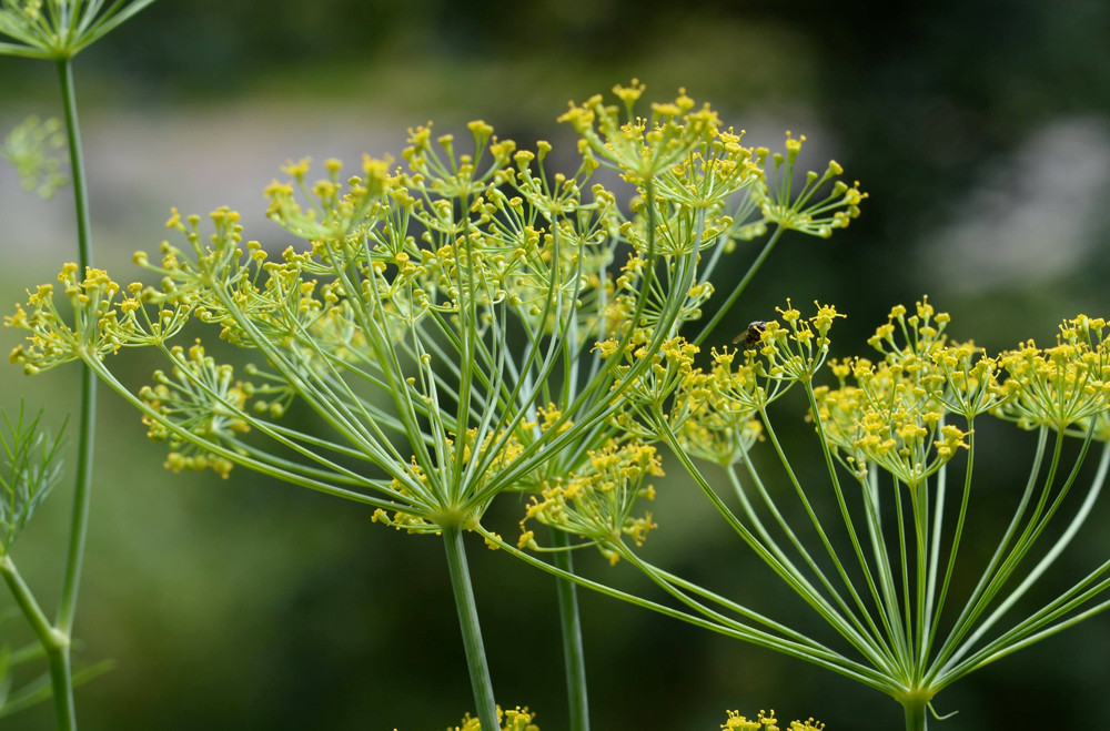 150+ Mammoth Dill Seeds