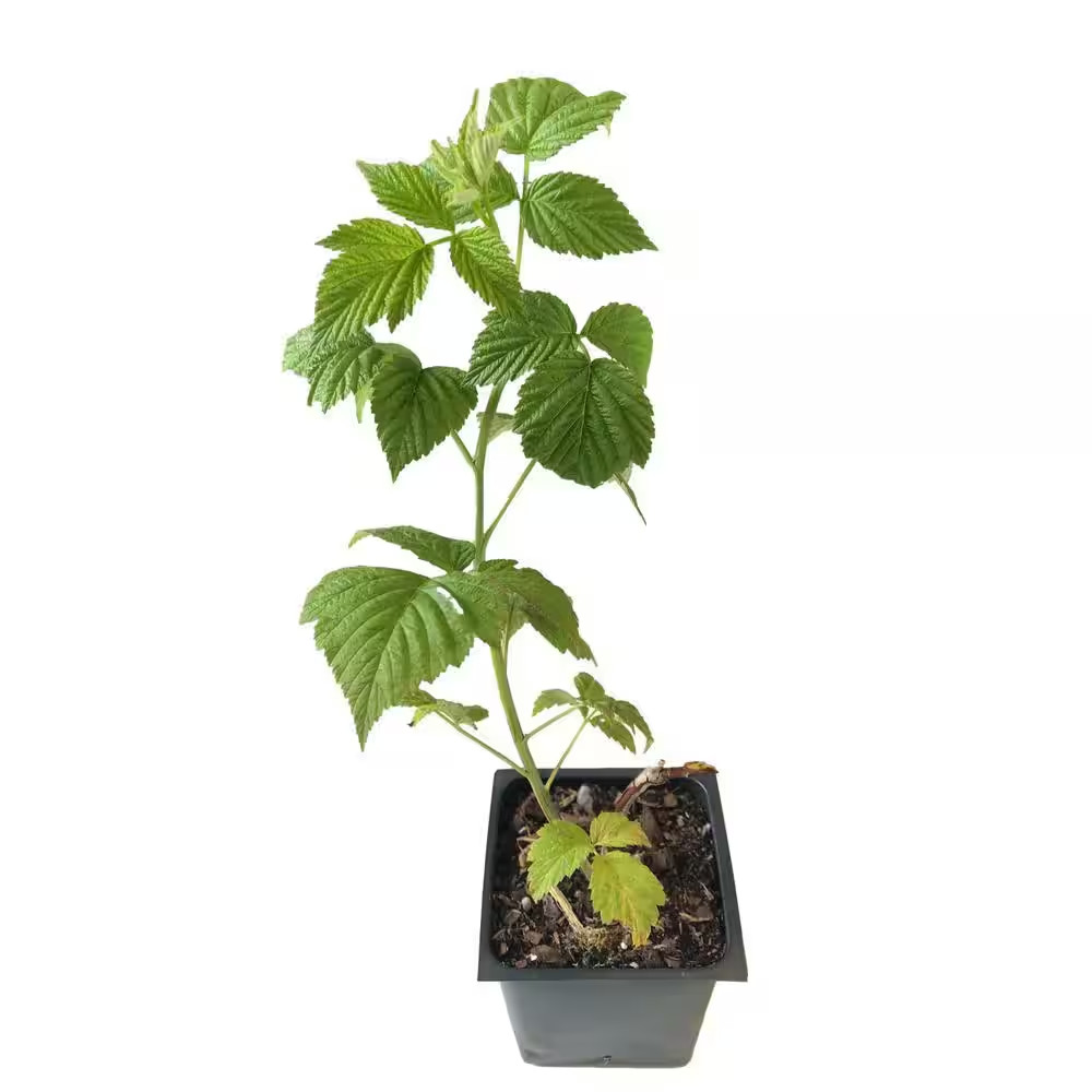 Glencoe Raspberry 3 Total Plants in 3 Separate 4 In. Pot