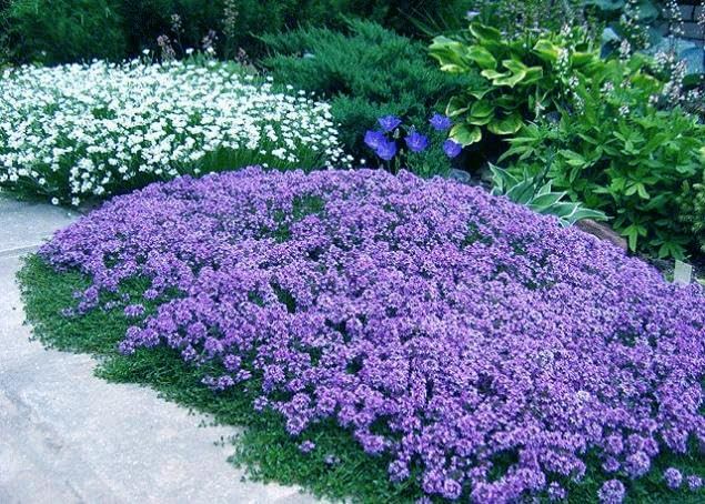 20,000+ Creeping Thyme Seeds Ground Cover, Non-GMO Perennial Flower Seeds, Ha…