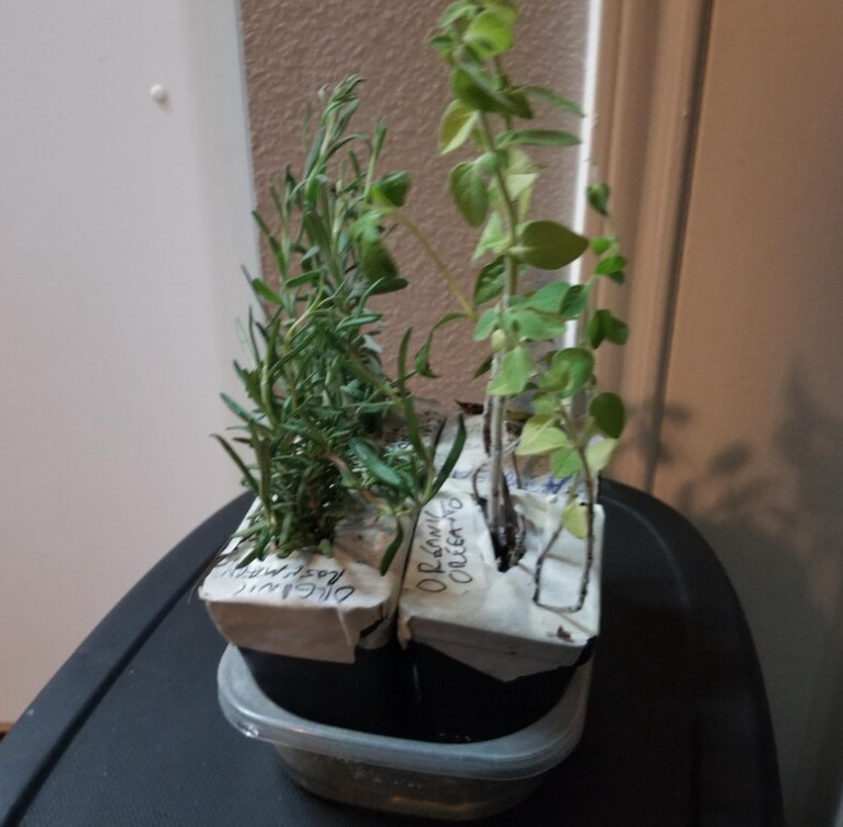 3 Pack Organic Herb Plants -Lavender-Rosemary-Oregano- Live Starter Plants
