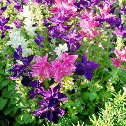 Clary Sage TRICOLOR MIX Salvia Painted Sage Native Wildflower Non-GMO 200 Seeds