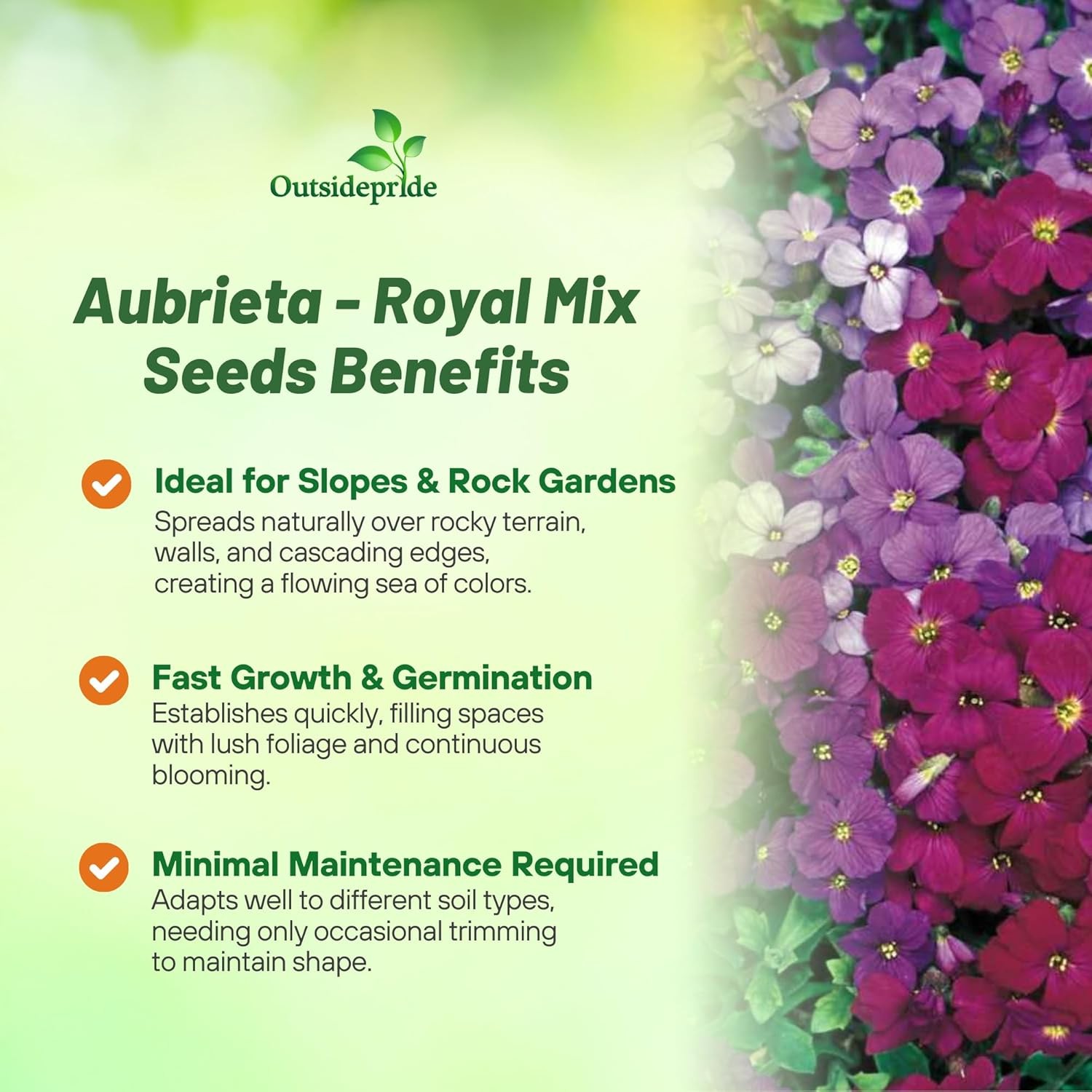 10000 Seeds Aubrieta Royal Mix Seeds – Rock Cress Ground Cover Seed