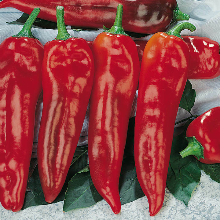 Pepper Seeds 30+ Corno DI Toro Rosso “BULLS HORN” Italian Sweet Red USA FREE S&H