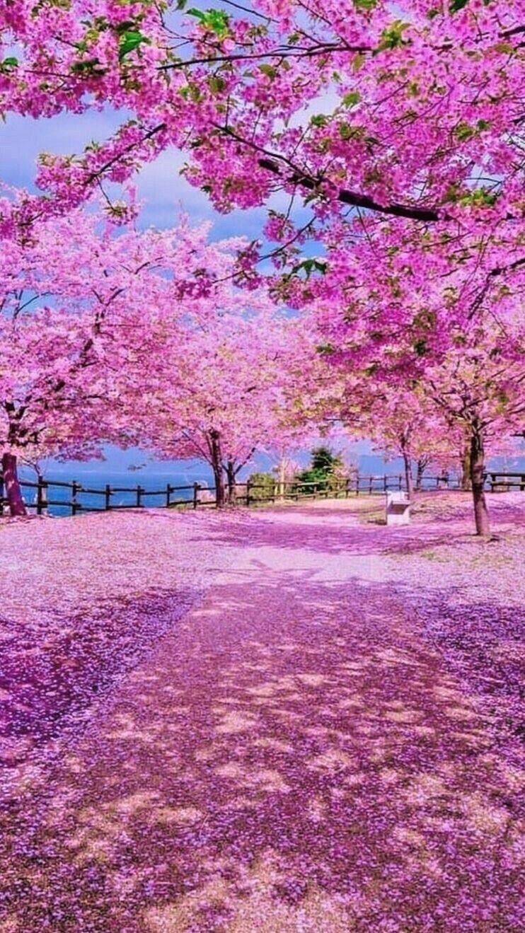 JAPANESE SAKURA CHERRY BLOSSOM TREE SEEDS (Prunus sargentii) Hardy Flower Plant