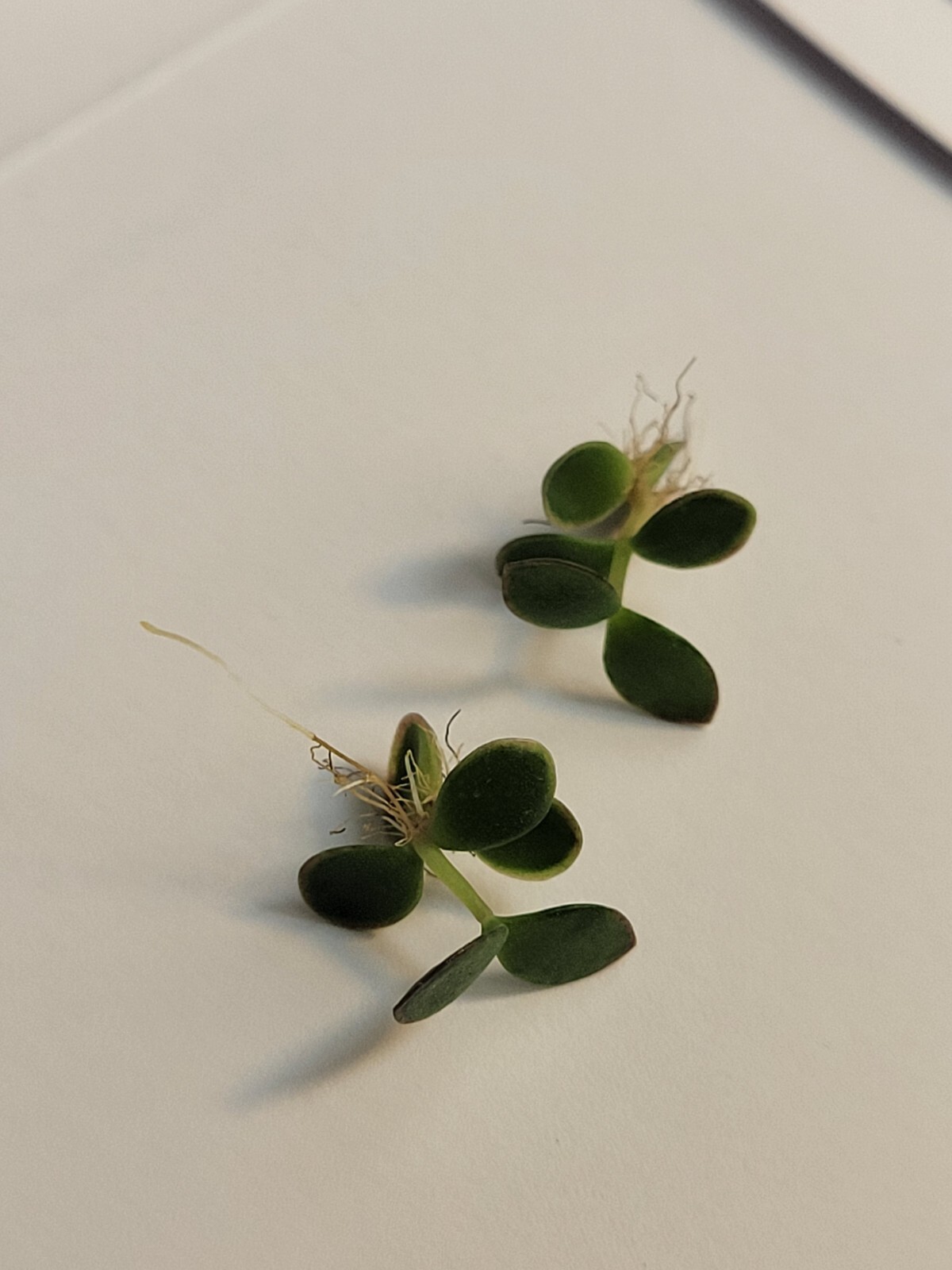 Kalanchoe Mother of Thousands Pups (2024) Six Baby Plantlets Pups Ready to Grow