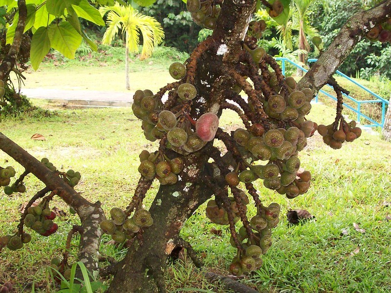 100 Organic Elephant Ear Fig (Ficus auriculata) Seeds Giant Leaf Fig Tree