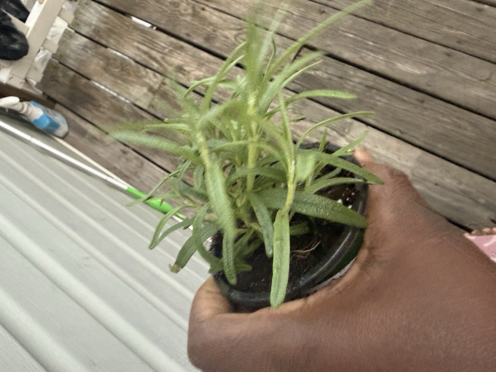 rosemary Plant
