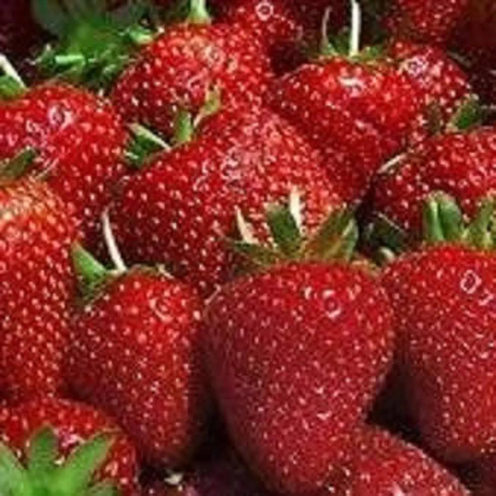 1 STRAWBERRY ALBION PLANT 6″ LARGE ROOTS Organic Soil And Organic Amendments.