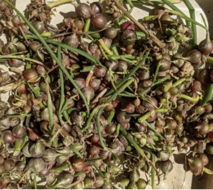 75 Seeds/Bulbils Egyptian Walking Onions, Organic, 2026 topsets harvest