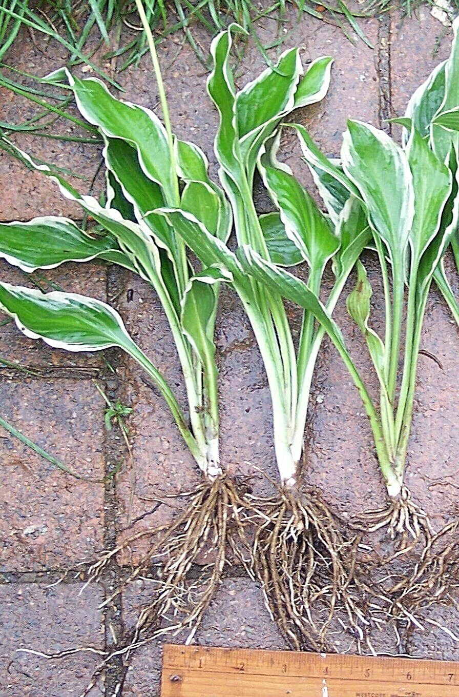 6 Divisions Hosta Undulata albomarginata Variegated Green White