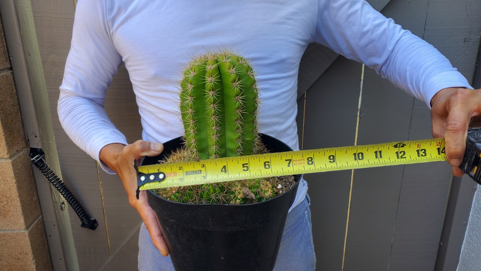 Sun Goddess Cactus