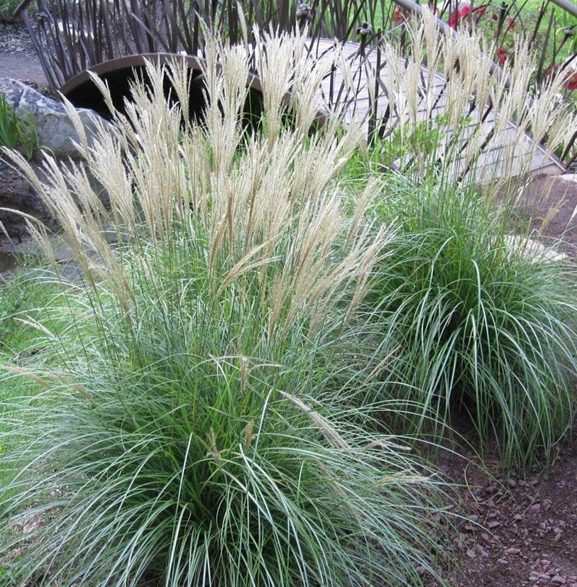 LIVE 3+ yo LARGE ADAGIO MAIDEN GRASS PLANT CLUMP FULLY ROOTED PLANTS