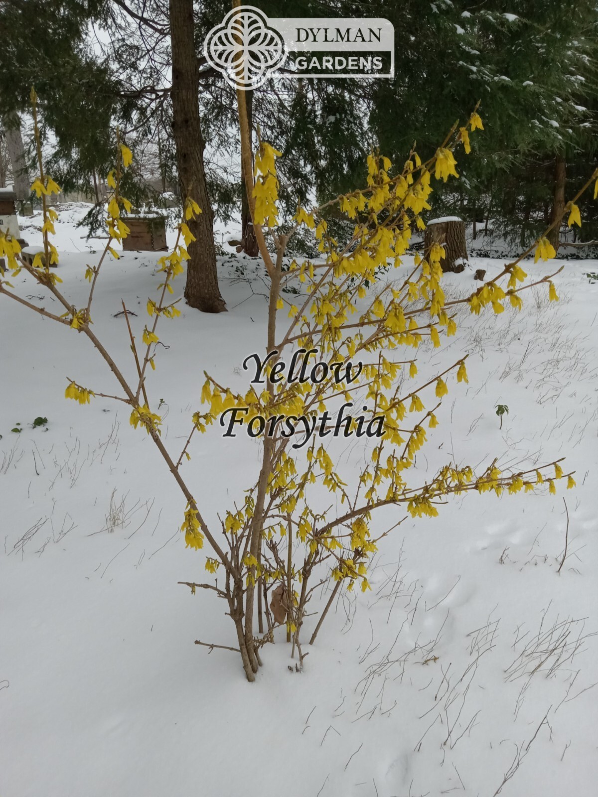 Forsythia Plant (Forsythia x intermedia) – Yellow Spring Blooms – Multiple Sizes