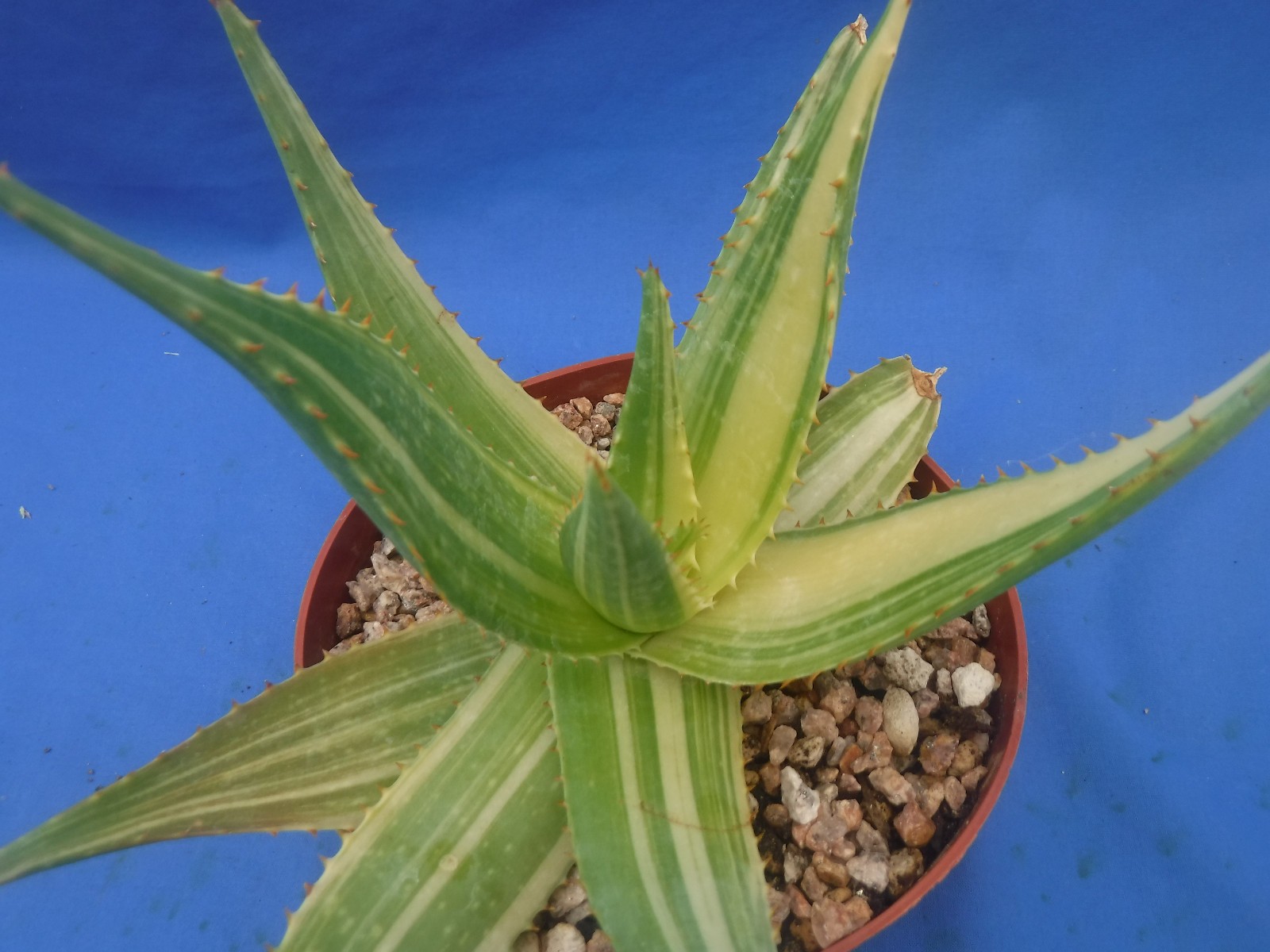Aloe “Tiger Taffy” VARIEGATED! Hybrid! Very Easy to Grow 9″ Wide 6″ Pot Size V1