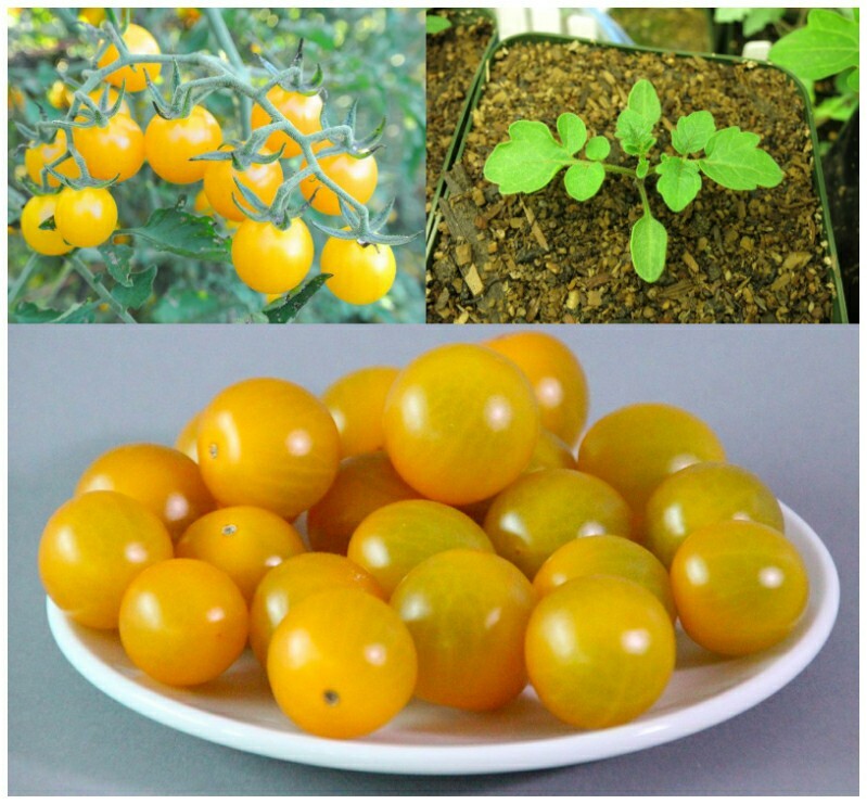 Galapagos Island Tomato (Solanum cheesmaniae) 10 Fresh Seeds