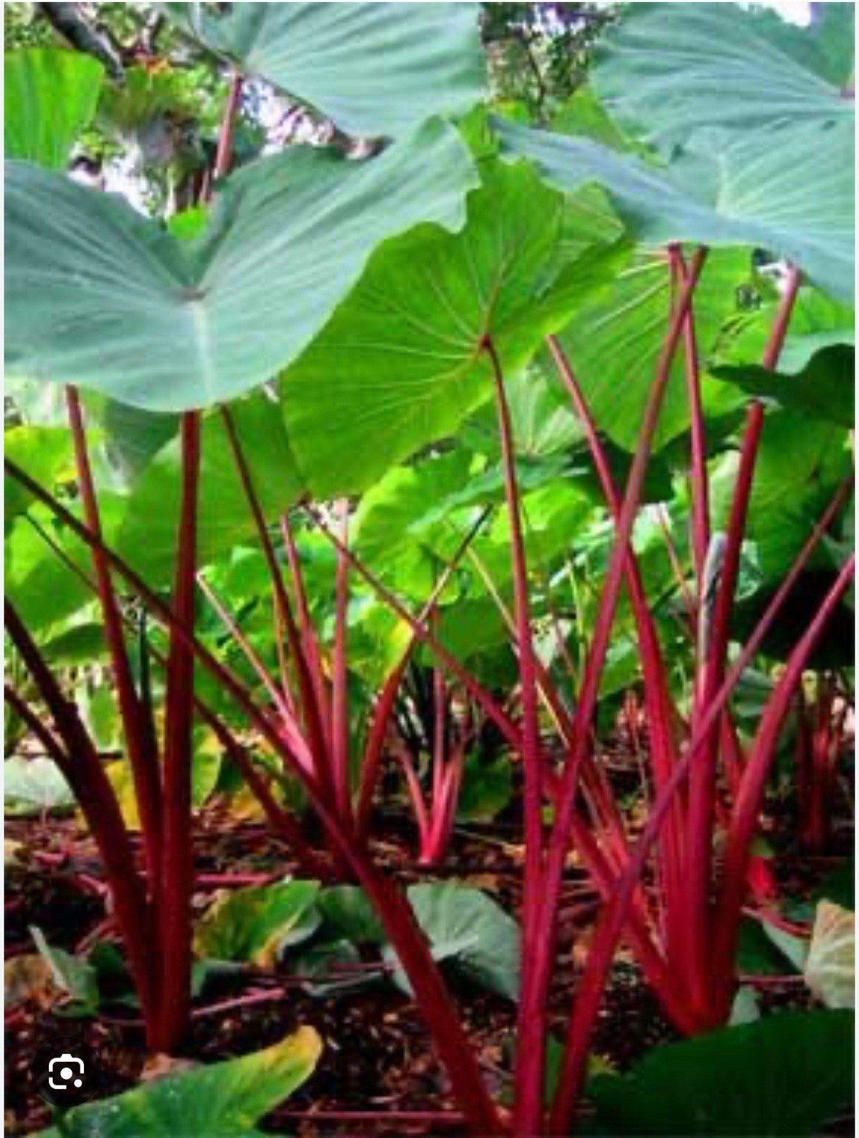 Hawaiian Punch-Colocasia esculenta- Elephant Ear-SMALL ROOTED STARTER Plant