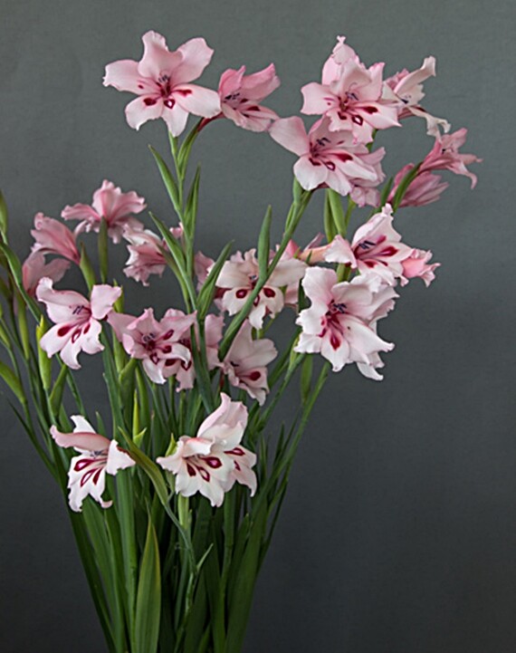 Gladiolus Carneus 8 Seeds, Painted Lady Garden Or Container Plant From USA
