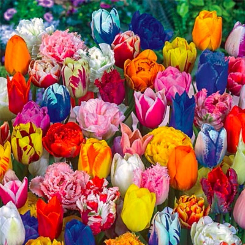 40 Tulip Seeds Mixed Colors Fragrant Flower Plant (much less money than bulbs)