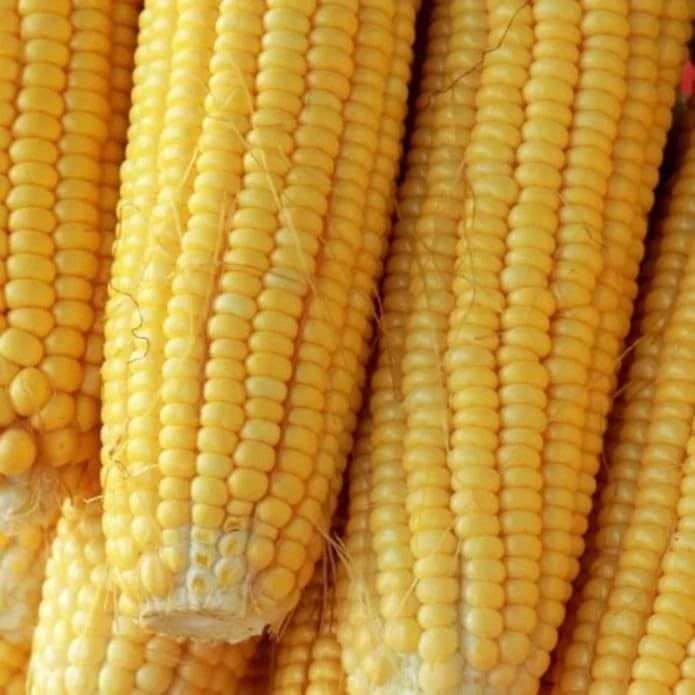 500pcs Sweet Corn Seeds