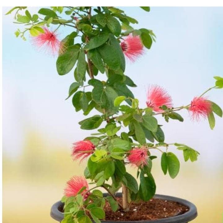 Flowering Pink Powderpuff Tree 3-4 Ft Outdoor Calliandra Live Plant for Garden