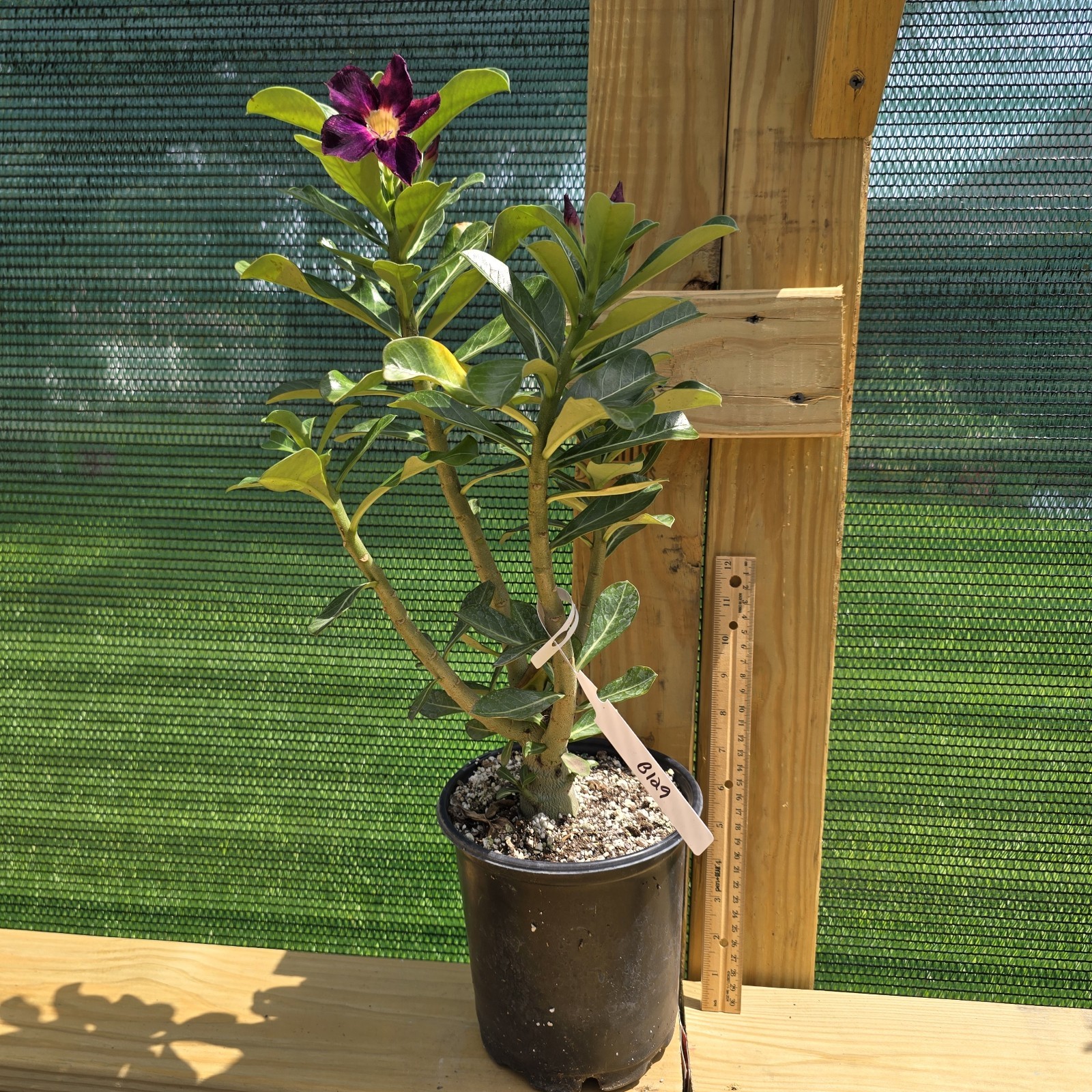 B129: Adenium Obesum Desert Rose Live Plant Rosa Del Desierto Original From Seed