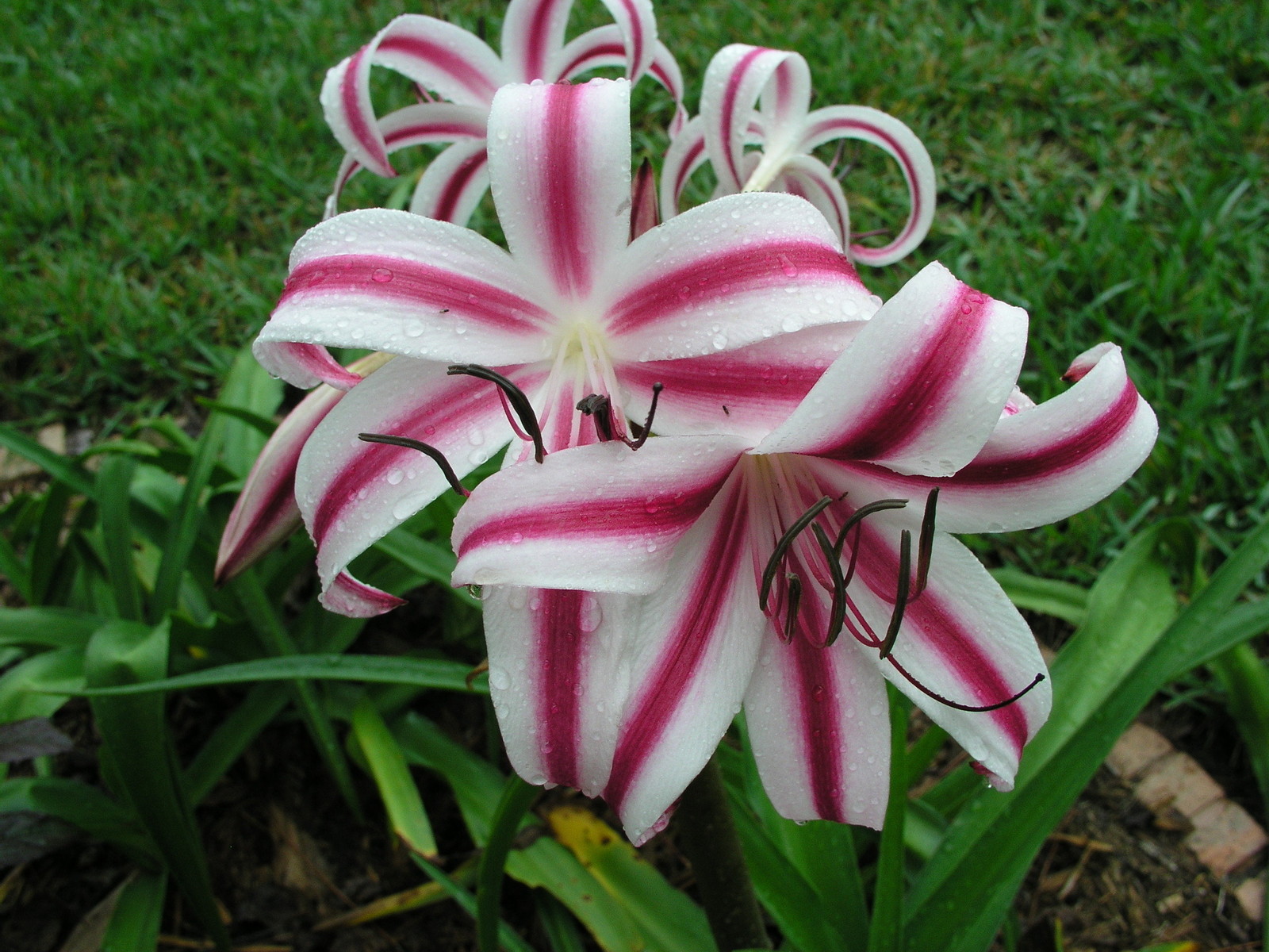 Crinum Lily, Stars & Stripes, small-size bulb, CHOICE