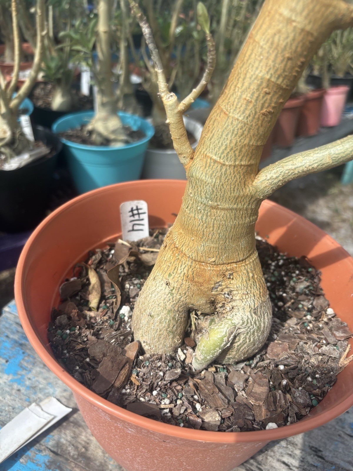 Adenium Obesum Desert Bareroot Pick A # From The Pictures