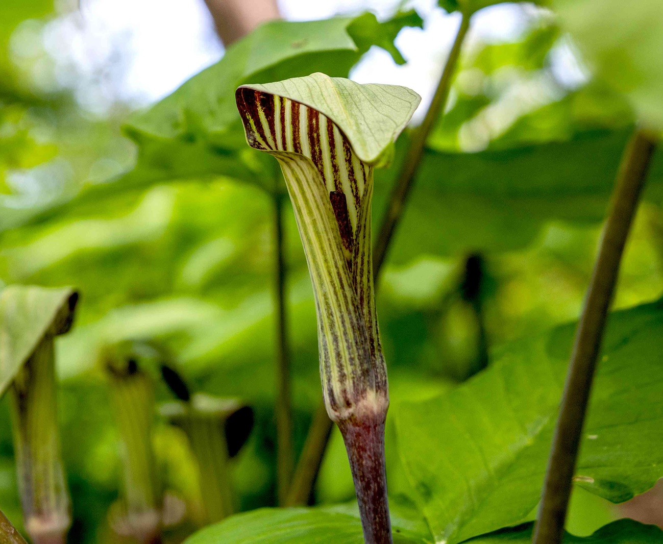 Jack In The Pulpit – Arisaema Triphyllum Perennial 3 Bare Live Root Garden Plant