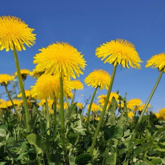 250++ Dandelion Seeds – Taraxacum officinale Seeds – Medicinal and Edible Herb