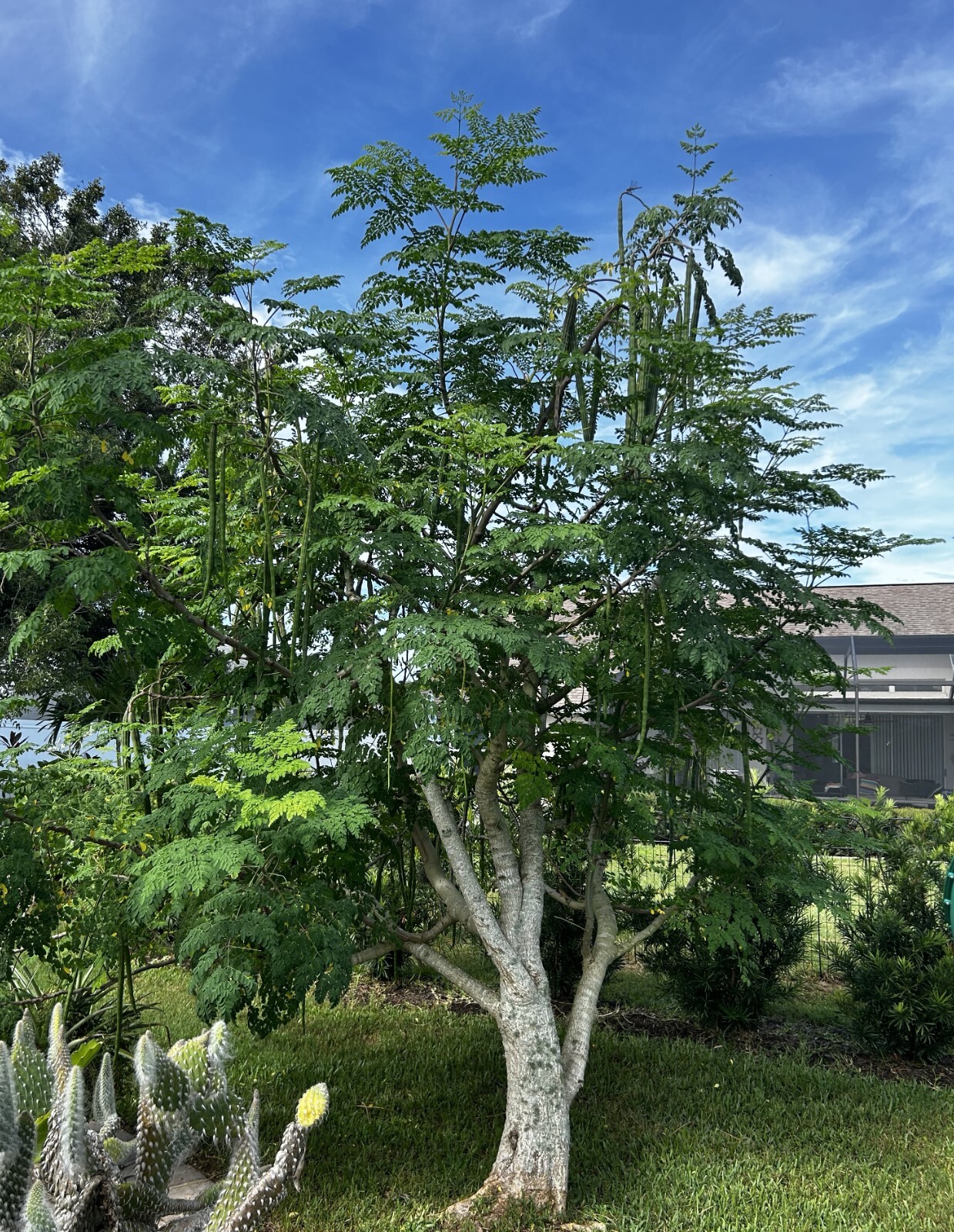 60 Quality Seeds Organic Moringa Oleifera from Florida for Planting