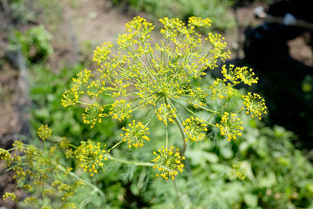 200 Seeds of Dill Dillweed Herb 100% organic US Grower