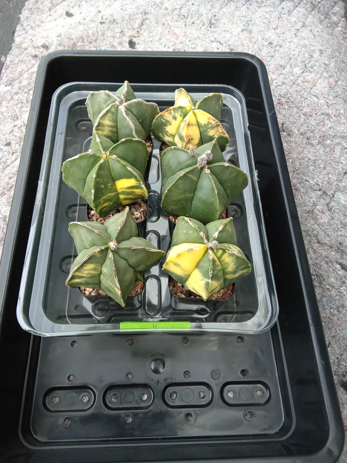 Astrophytum myriostigma cv. Variegated rare big size US seller