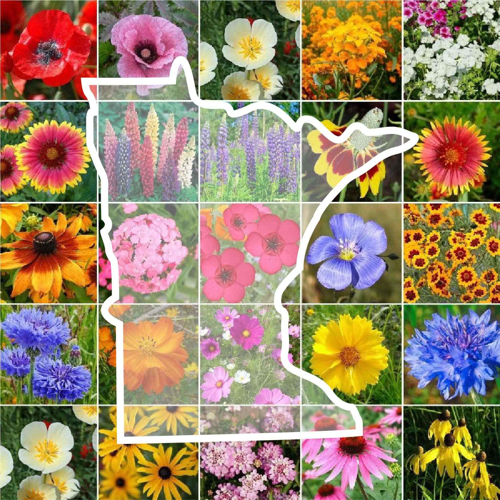 Wildflower MINNESOTA State Flower Mix Perennials Annuals USA Non-GMO 1000 Seeds
