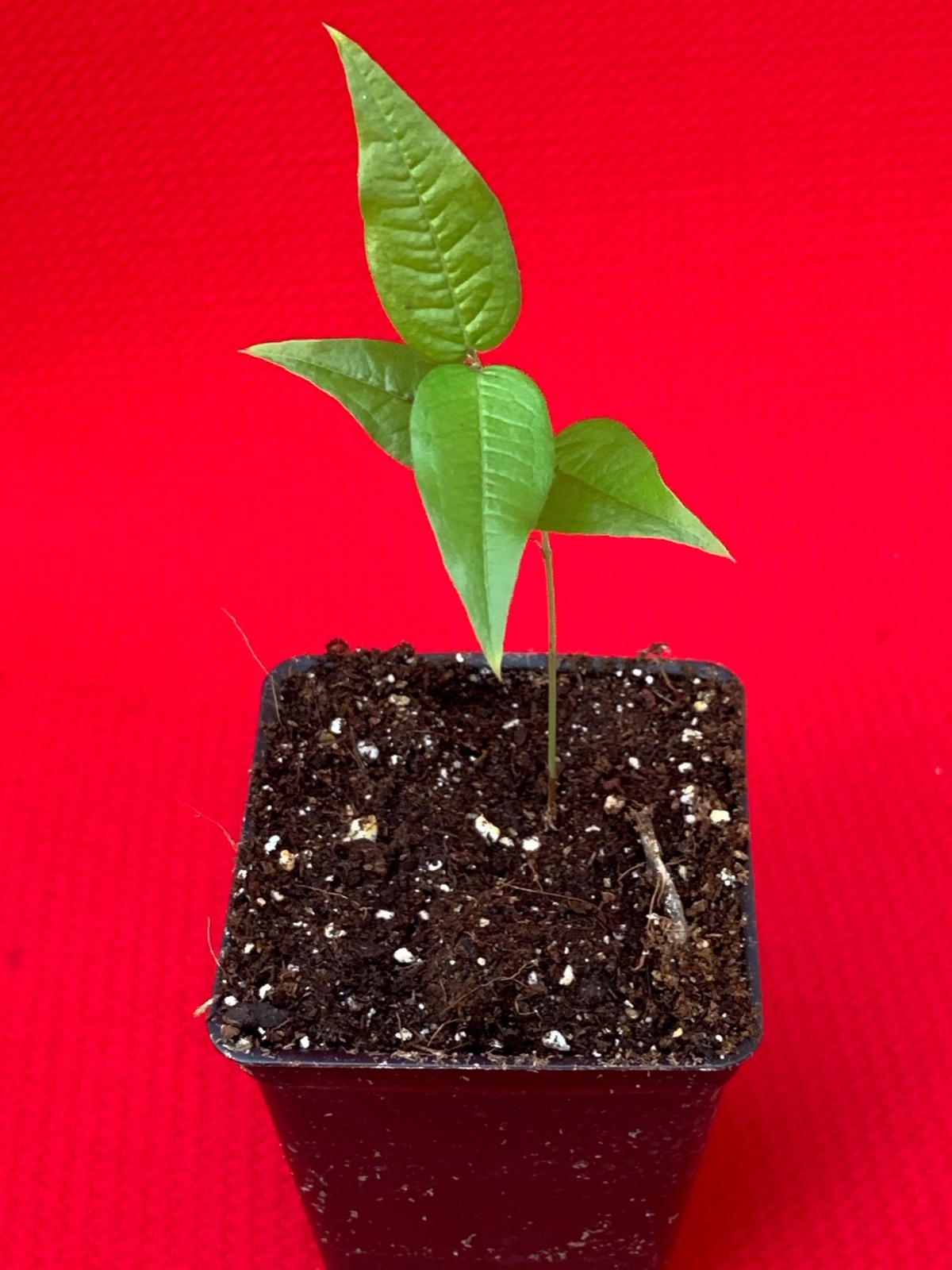 White Jaboticaba Plinia Aureana Large Leaf Brazilian Grape Fruit Tree Pot Plant
