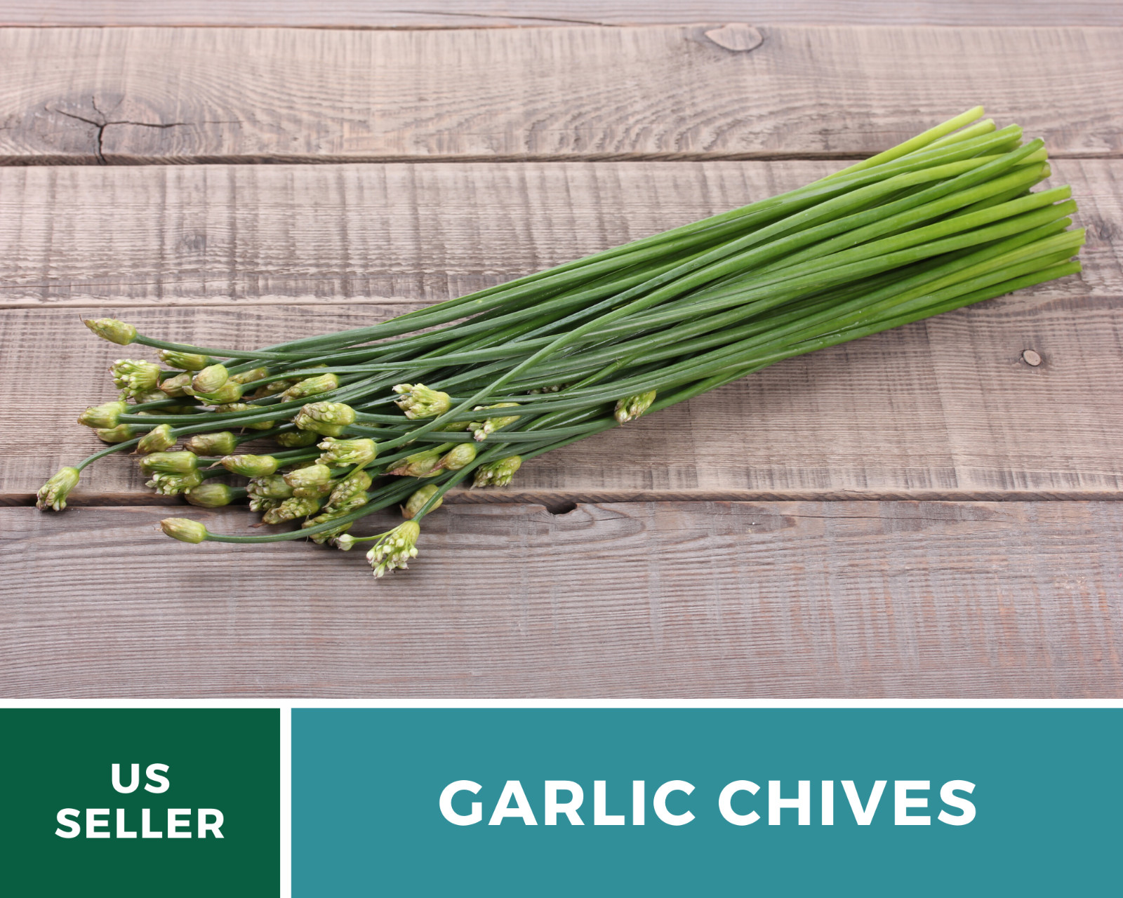 Chives, Garlic – 250 Seeds – Culinary, Medicinal & Decorative Herb – Heirloom