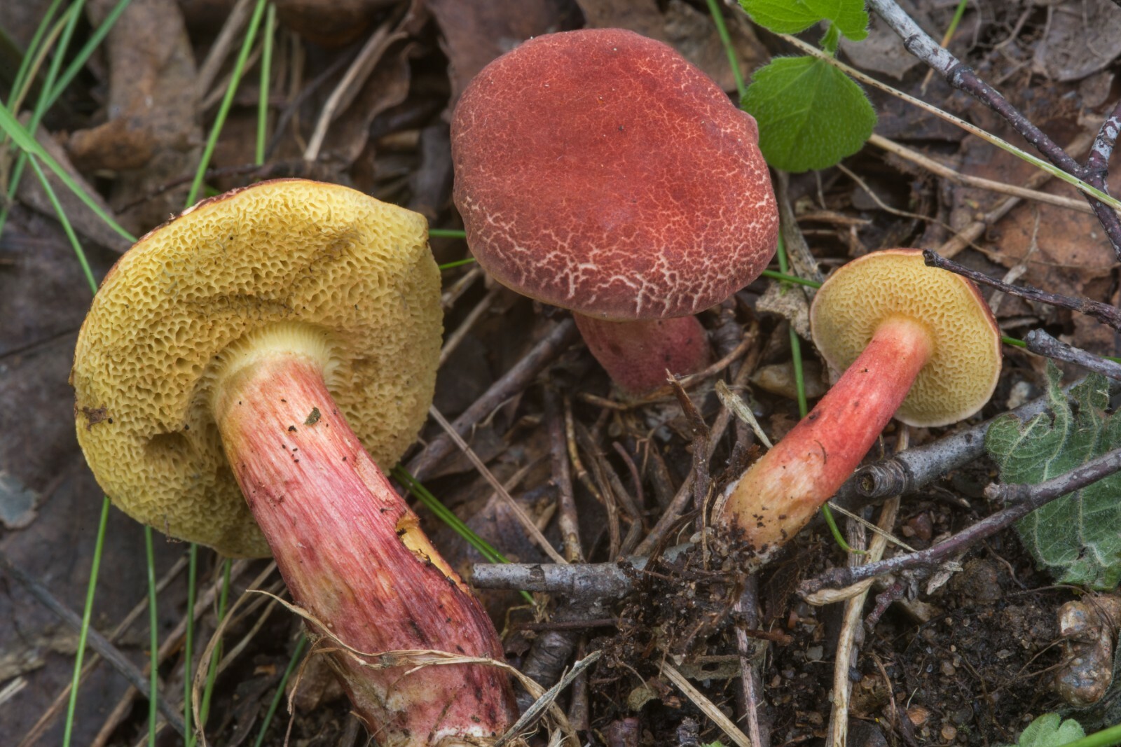 Seeds Mushroom Boletus Red (Xerocomus rubellus) Mycelium Spawn Spores Organic
