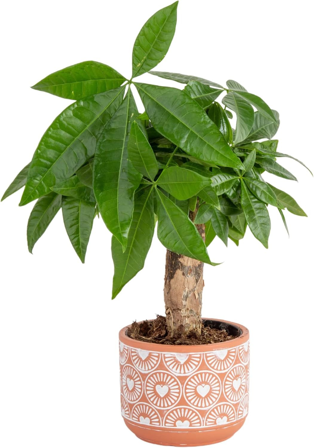 Money Tree Live Indoor Plant, 10 Inches Tall, Pachira Aquatica Bonsai-Style Real