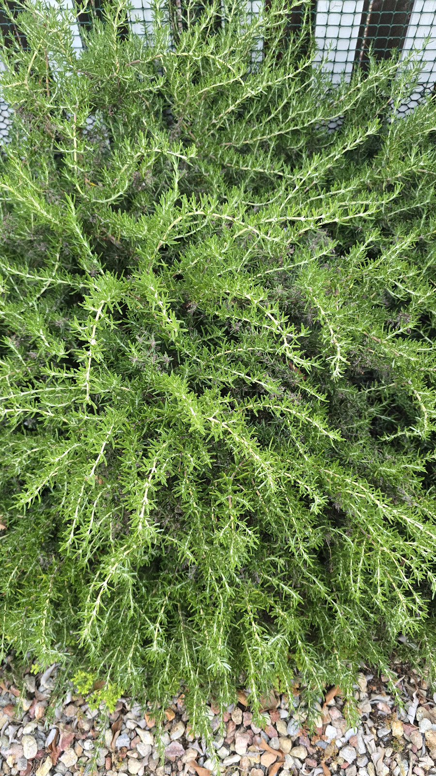 Organic Rosemary Herb Plant. 15 Sprigs for $15. Live Plant Sprigs.
