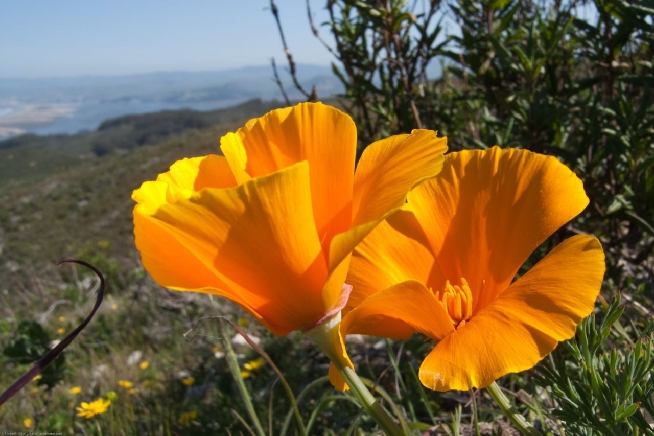 Bulk California Poppy Seeds Eschscholzia californica Stunning Orange Wildflower