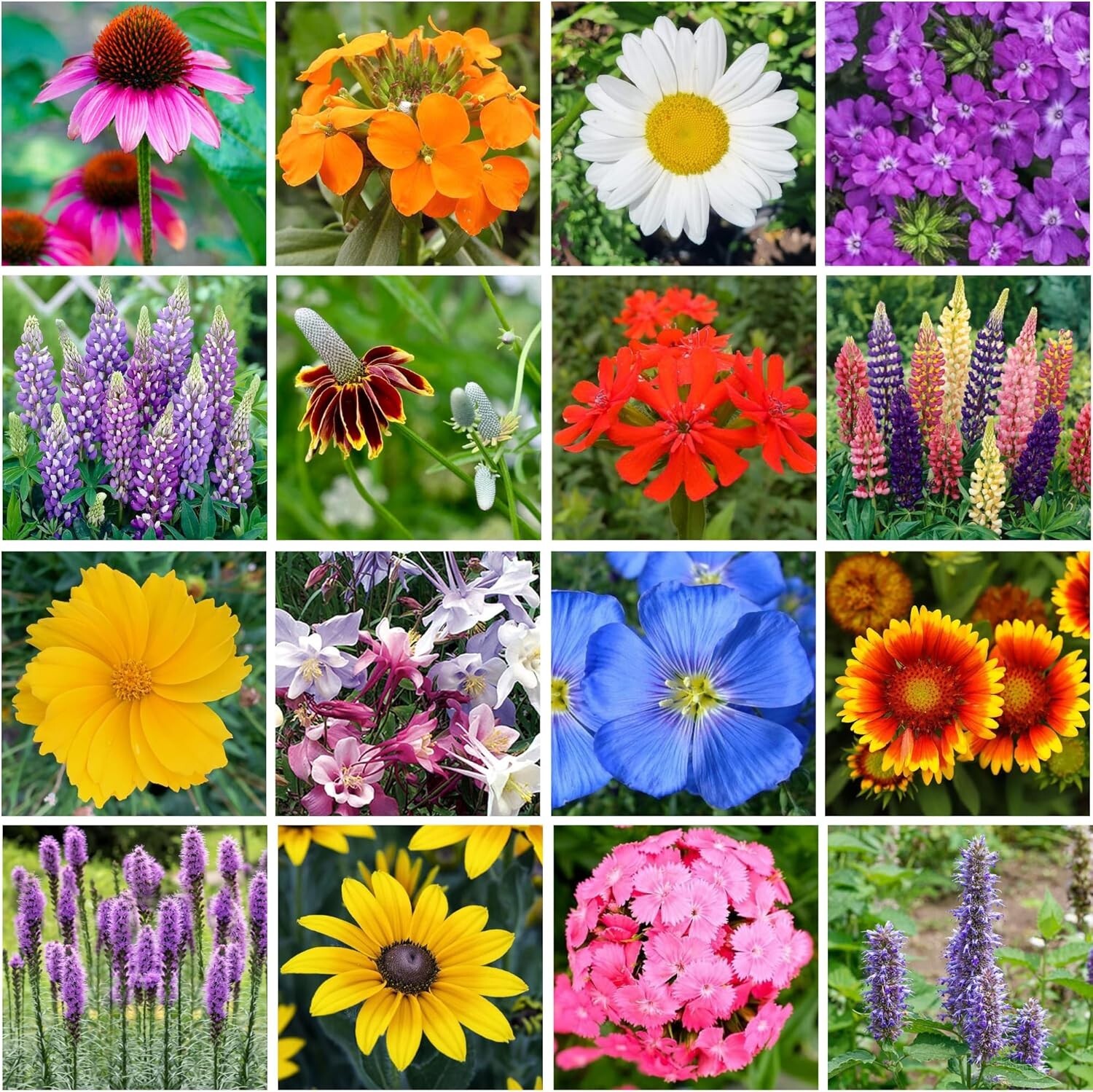 Revitalize Your Yard with Bulk Wildflower Seed Shaker – 900,000+ Organic Seeds