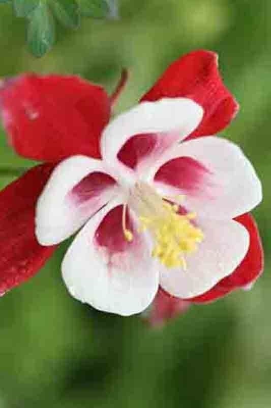 400 COLUMBINE MCKANA GIANTS SEEDS PERENNIAL SPRING MIX FLOWER DEER RESISTANT USA