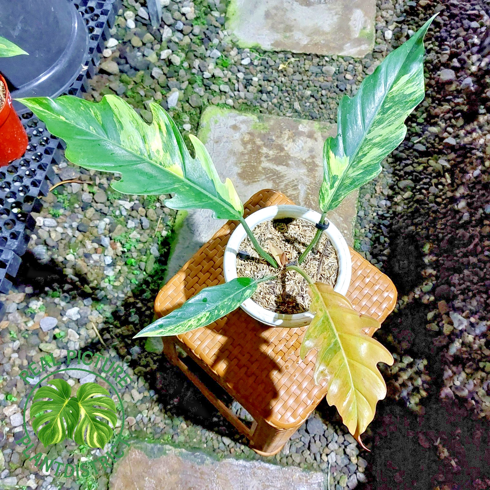 Actual Image Philodendron Caramel Marble Variegated Free Phyto 01
