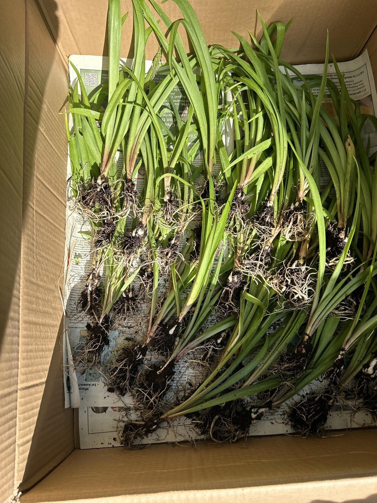 Tuberose bulbs double Pearl (Polianthus) Bare root plants set of 8+ Bubbletts