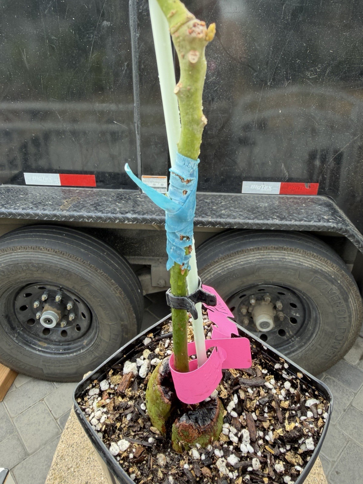 Pinkerton Avocado Tree Seedling Broadleaf Green Live Plant in Pot