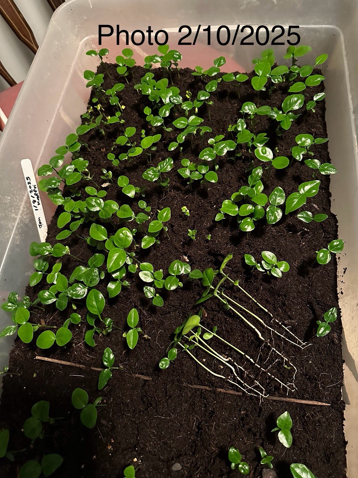 50+ Kaffir Lime Seeds Harvested 9/2025 Always Fresh And New Seeds มะกรูด